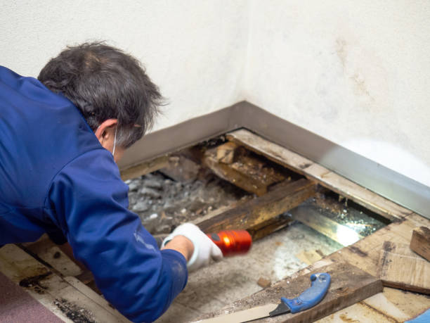 Best Mold Damage Repair  in Rolling Meadows, IL