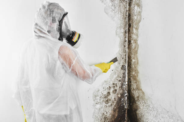 Best Toxic Mold Removal  in Rolling Meadows, IL