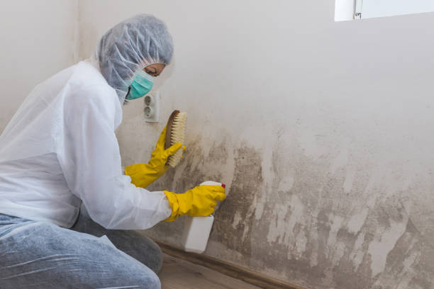 Home Mold Removal in Rolling Meadows, IL