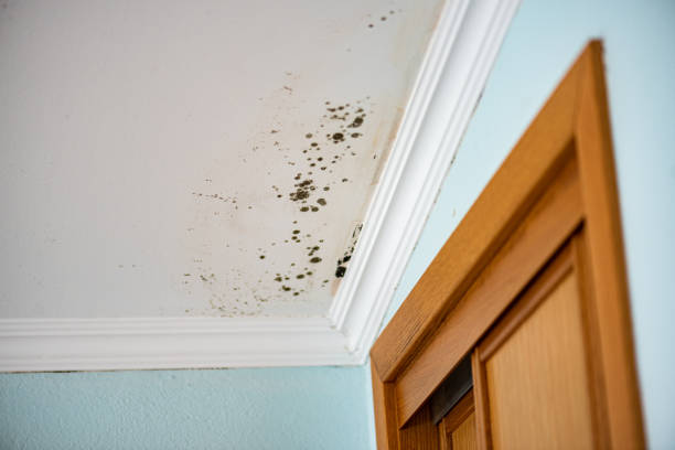 Best Mold Cleaning Services  in Rolling Meadows, IL