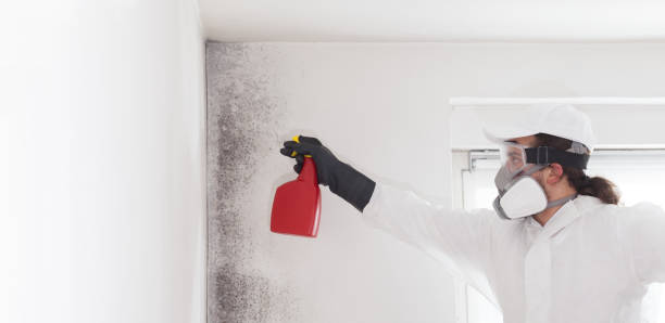 Home Mold Removal in Rolling Meadows, IL