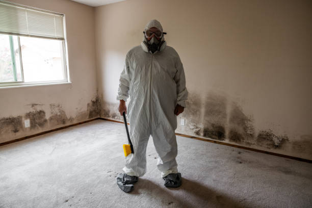 Mold Removal and Inspection in Rolling Meadows, IL